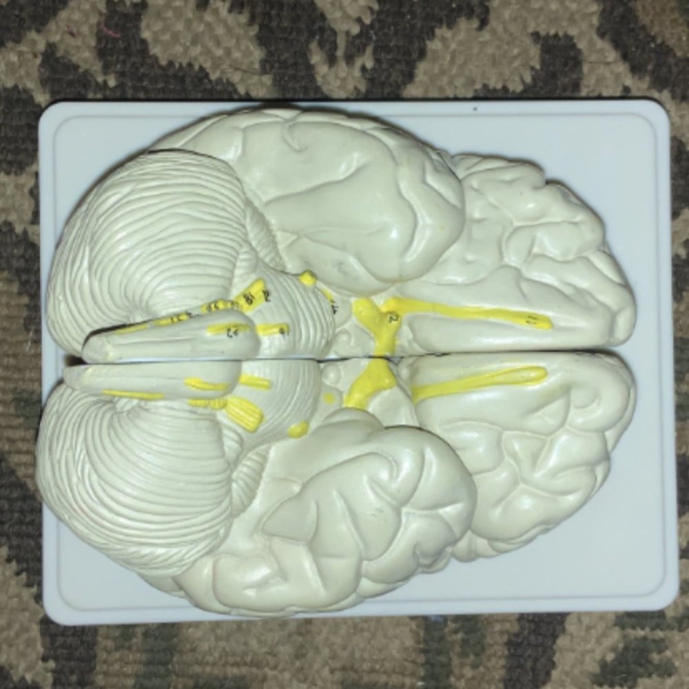 Life Sized Brain Anatomy Model